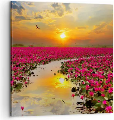 Produktbild von Bild auf Leinwand - Leinwandbild - See Blumen - 60x60cm - Wand Bild - Wanddeko - Wandbilder - Leinwanddruck - Bilder - Kunstdruck - Wanddekoration - Leinwand bilder - Wandkunst - AC60x60-3769