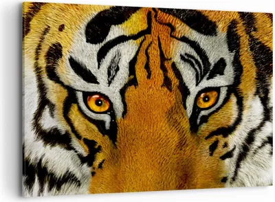 Produktbild von Bild auf Leinwand - Leinwandbild - Tiger Tiere Natur Safari - 120x80cm - Wand Bild - Wanddeko - Leinwanddruck - Bilder - Kunstdruck - Wanddekoration - Leinwand bilder - Wandkunst - AA120x80-1549