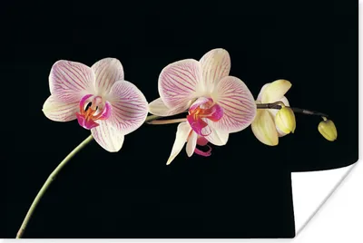 Produktbild von MuchoWow® Poster Orchidee - Blumen - Schwarz - Rosa - Knöpfe 120x80 cm - Bilder