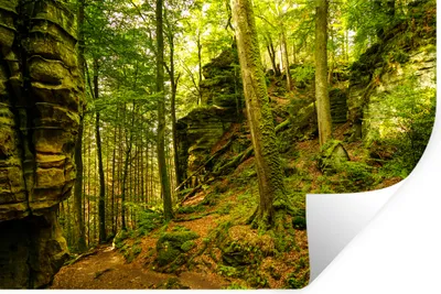 Produktbild von MuchoWow® Wandtattoo Wandsticker Wandaufkleber Bäume - Stein - Wald - Natur - Pflanzen 30x20 cm Selbstklebend und Repositionierbar - Wierderverwendbar - Selbstklebend
