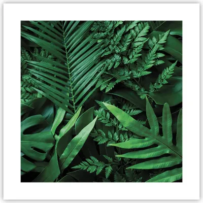 Produktbild von Poster - Poster ohne Rahmen - Exotisch Blätter Monstera - 40x40 cm - Wand Bild - Wanddeko - Wandbilder - Kunstposter - Wandposter - Bilder - Kunstdruck - Wanddekoration - Wandbild - P2XAC40x40-4746