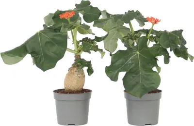 Produktbild von Flaschenpflanze - 2 Stk - Jatropha podagrica - Höhe 25-45cm - ⌀13cm