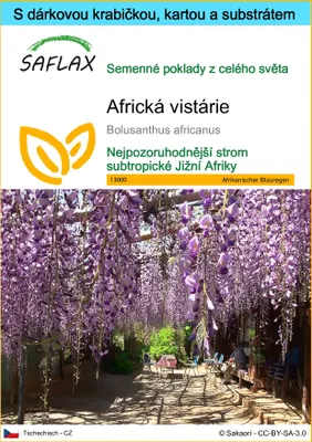Obrázek produktu pro SAFLAX Dárková sada - Africká vistárie - Bolusanthus africanus - 15 Semena - S dárkovou krabičkou, přepravním štítkem, dárkovou kartou a pěstebním médiem