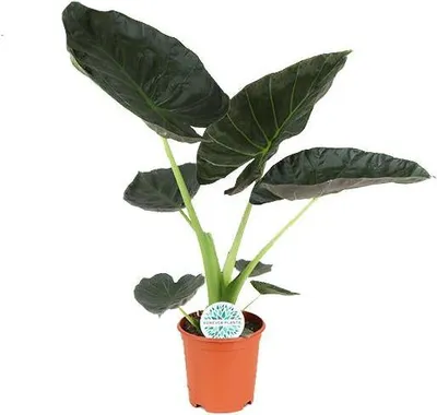 Produktbild von Elefantenohr Alocasia Regal Shield große Zimmerpflanze mit herzförmigen Blättern