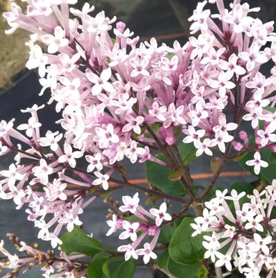 Produktbild von Zwerg Flieder Duftflieder Syringa meyeri - Palibin - lila 60 - 80 cm