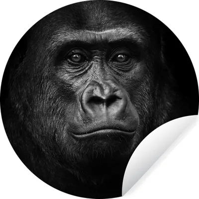 Produktbild von MuchoWow® Runde Wandtattoo - Wandsticker Tapete Aufkleber Gorilla - Schwarz - Weiß - Tiere - Porträt Ø 100 cm Selbstklebend und Repositionierbar - Wandaufkleber - Kreis - Tapetenkreis - Wandbild rund - Schlafzimmerdekoration - Wanddeko - runde Tapete - Kunst für zu Hause