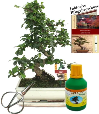 Image de Bonsaï - Fukientee - Carmona microphylla - environ 10 ans - bol 25cm - coffret cadeau avec ciseaux et engrais