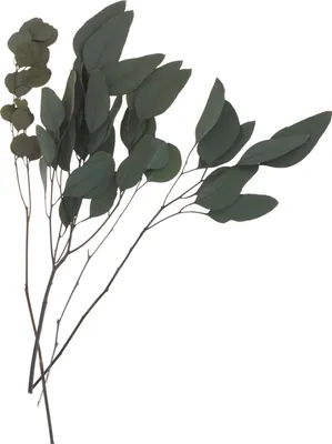 Produktbild von Eukalyptus präpariert, ca. 35 - 40 g, L ca. 30- 60 cm