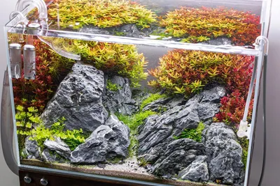 Produktbild von Arka - myScape-Rocks Seiryu 10-30cm 5kg Aquascaping Steine