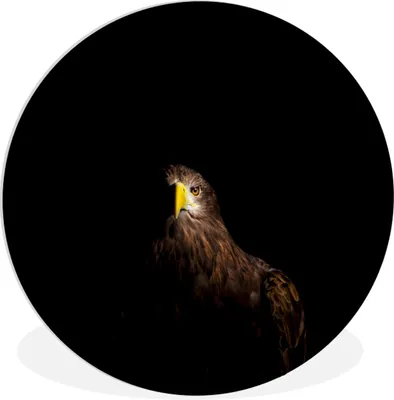 Produktbild von MuchoWow® Rundes Wandbild - Runde Bilder Europäischer Seeadler auf schwarzem Hintergrund Ø 60 cm Kreis Wanddekoration Kunststoff - Wandkreis - Wandschmuck - Wand Kreis - Das Schlafzimmer - Die Bilder - Wandmalerei - Kunst für das Haus - das Plastik