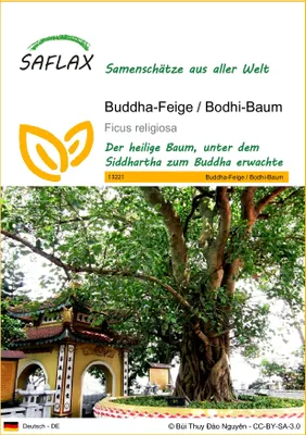 Produktbild von SAFLAX - Buddha-Feige / Bodhi-Baum - Ficus religiosa - 100 Samen