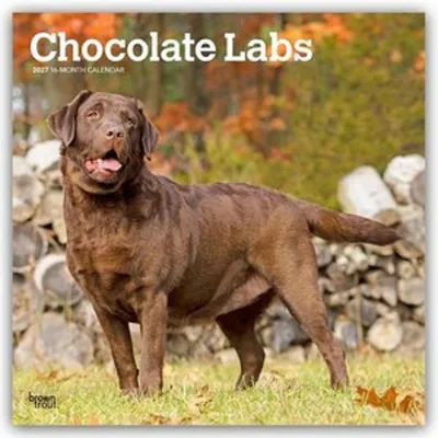 Obrázok produktu pre Čokoládový labrador – Kalendár na rok 2027 (16 mesiacov)