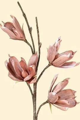 Produktbild von Gilde Deko Magnolie mit 4 Blüten 42631 Kunstblume