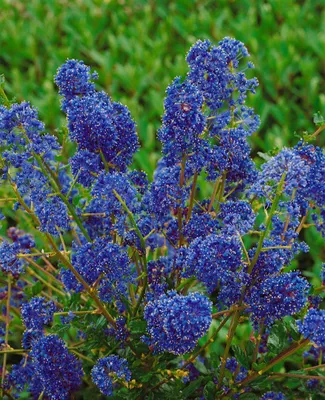Produktbild von Ceanothus 'Blue Sapphire', Säckelblume, blau, 30–40 cm