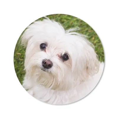 Produktbild von MuchoWow® Mauspad Mousepad Malteserhund schaut auf 20x20 cm - Mousepads - Maus Mat - Pad - Mausunterlage - Schreibtischmatte