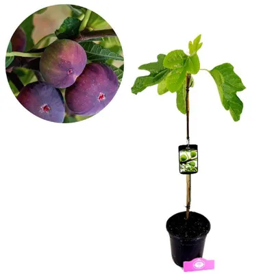 Produktbild von Set mit 3 mediterrane Obstpflanzen – Feige, Granatapfel, Traube – Höhe 50 cm – 11 cm Topf