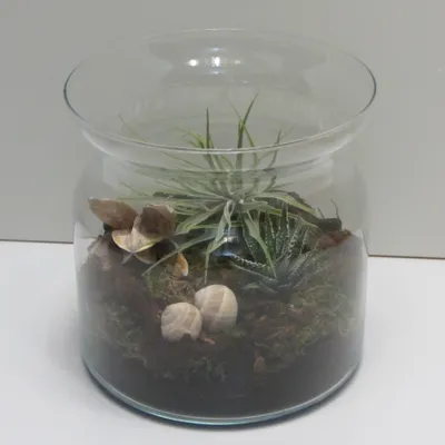 Produktbild von Flaschengarten mit echten Pflanzen Midi