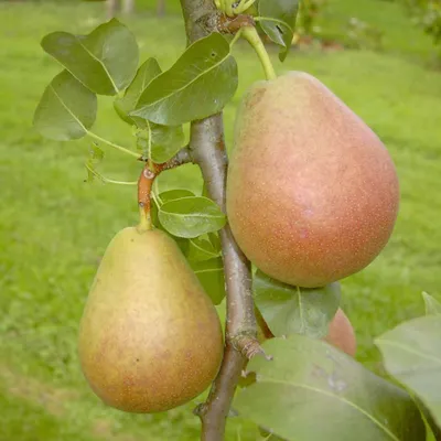 Two pears are growing on a tree branch with green leaves and a blurred green background.