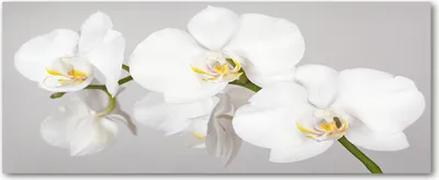 Produktbild von Tulup® Leinwandbild - 125x50 cm - Wandkunst - Drucke auf Leinwand - Leinwanddruck  - Blumen & Pflanzen - Weiß - Orchidee