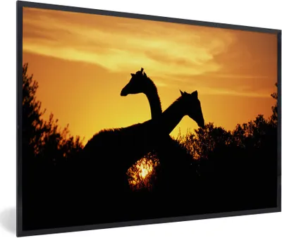 Produktbild von MuchoWow® Gerahmtes Poster Zwei Giraffen bei Sonnenuntergang 30x20 cm - Poster mit Schwarzem Bilderrahmen Wandposter Rahmen Foto Bilder - Kunstdruck - Bild-Poster