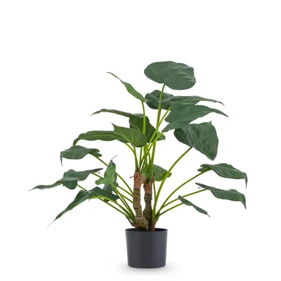 Produktbild von Kunstpflanze Alocasia Cucullata 53 cm