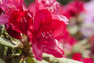 Produktbild von Rhododendron Hybr. 'Hachm. Feuerschein', leuchtend rot, 30–40 cm
