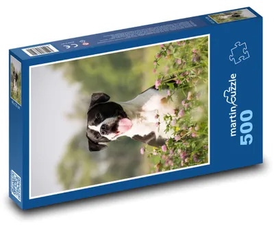 Obrázok produktu pre Puzzle 500 Pes na rozkvitnutej lúke - martinpuzzle