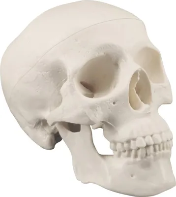 Produktbild von Menschliches Schädelsmodell mit beweglichem Kiefer - Anatomisches Modell für Bildung und Dekoration