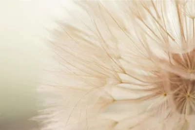 Produktbild von Fototapete Blumen - Vliestapete - Bildtapete UV-beständig Pusteblume beige Landhaus Wandtapete geruchsfrei