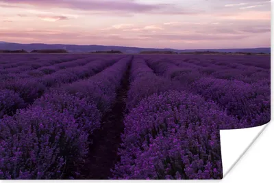 Produktbild von MuchoWow® Poster Lavendel - Lila - Blumen - Natur 60x40 cm - Schlafzimmerdekoration