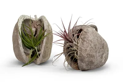 Immagine prodotto di Set da 2 gusci di noci alate esotiche, decorati con piante di Tillandsia