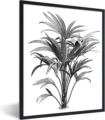 Produktbild von MuchoWow® Gerahmtes Poster Eine schwarz-weiße Illustration einer Pflanze 60x80 cm - Poster mit Schwarzem Bilderrahmen Wandposter Rahmen Foto Bilder - Premium - Wanddeko Wohnzimmer