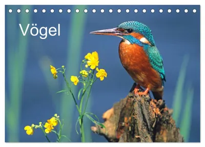Produktbild von Vögel (Tischkalender 2027 DIN A5 quer), CALVENDO Monatskalender