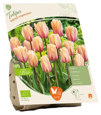 Image de Bulbes de tulipes biologiques "Salmon Impression".