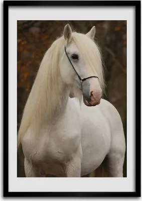 Produktbild von Bild - Bilderrahmen - Foto - 70 cm x 100 cm - MDF - Rahmen - Wandkunst - Weißes Pferd