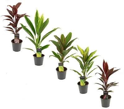 Produktbild von Zimmerpflanze Cordyline fruticosa 5er Set