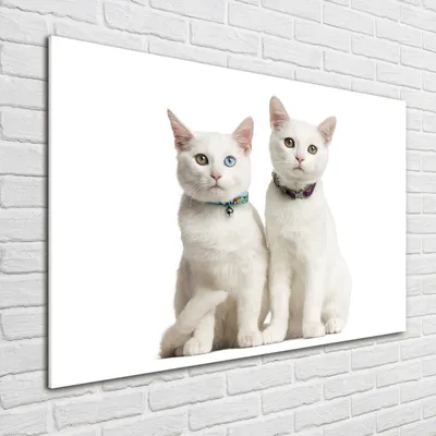Produktbild von Tulup® Glas-Bild - 100 x 70 - Wandbild aus Glas - Wandkunst - Wandbild hinter gehärtetem Sicherheitsglas - Tiere - Weiße Katzen - Weiß