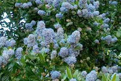 Obrázok produktu pre Ceanothus impr. 'Victoria' - Victoria 50- 60 cm Kontajner
