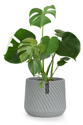 Produktbild von Fox & Fern Blumentopf, Übertopf Groß, UV- und Frostbeständige Blumentöpfe, Blumentopf für Innen und Außen, Übertöpfe für Zimmerpflanzen, Übertopf mit Stopfen, Polystone Pflanzentopf, Einzeltopf