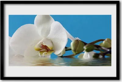 Produktbild von Bild 60x40 MDF-Rahmen Wandkunst Natur Blume Pflanze
