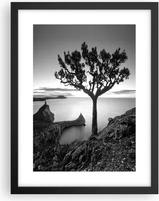 Produktbild von Gerahmtes Poster - Schwarzer Rahmen - Baum Schwarzweiß Ansicht - 30x40 cm - Wand Bild - Wanddeko - Wandbilder - Wandposter - Bilderrahmen - Bilder - Kunstdruck - Wandbild - P2BPA30x40-4297