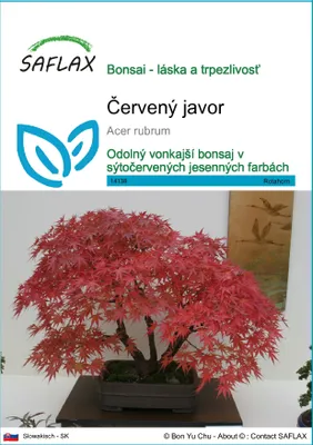 Produktbild von SAFLAX - červený javor - Acer rubrum - 20 Semená