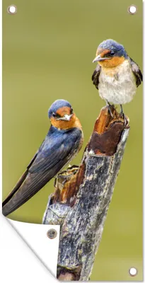 Produktbild von MuchoWow® 80x160 cm Outdoor-Poster Gartendeko Sichtschutz Garten Poster für den Garten  Vögel - Zweig - Porträt