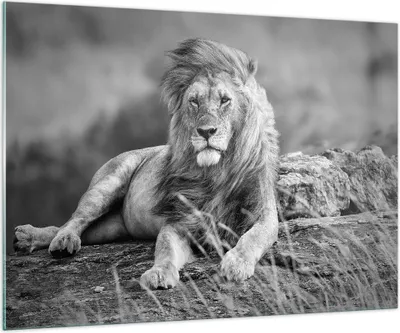 Produktbild von Bilder auf glas - Löwe Tier Natur - 100x70cm - Glasbilder - Wandbilder - Kunstdruck - zum Aufhängen bereit - Wanddekoration aus Glas - Glas Bilder - Wandbild auf Glas - Einteilig - GAA100x70-3931