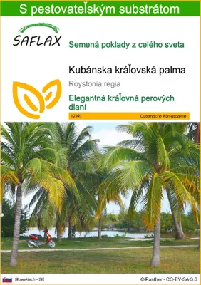 Obrázok produktu pre SAFLAX - Kubánska kráľovská palma - Roystonia regia - 8 Semená - S pestovateľským substrátom bez klíčkov