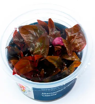 Produktbild von Alternanthera reineckii 'Lilacina' In-Vitro Cup algen- und schneckenfrei