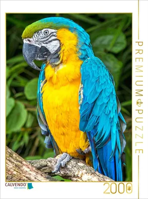Produktbild von CALVENDO Puzzle Farbenfrohe Papageien: Gelbbrust-Ara. | 2000 Teile Lege-Größe 90x67cm Foto-Puzzle für glückliche Stunden