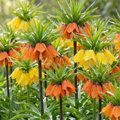 Produktbild von Kaiserkronen Knollen Mehrjährig - Fritillaria Imperialis Mischung - 6 Blumenzwiebeln Mehrjährig Winterhart - Echte Pflanzen aus Holland - für Garten und Topf (kein Samen und nicht künstlich)