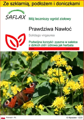 Zdjęcie produktu dla SAFLAX - Zestaw do uprawy - Prawdziwa Nawłoć - 100 Nasiona - Z mini szklarnią, podłożem uprawowym i 2 doniczkami - Solidago virgaurea