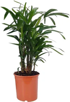Productafbeelding van Famanu plant, Rhapis Excelsa - diameter 21 cm - hoogte 80 cm